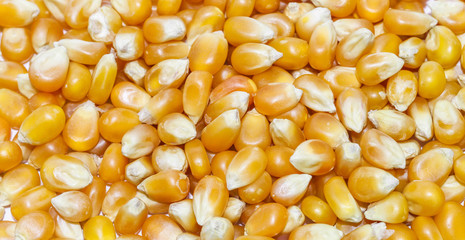 Goldgelbe Maiskörner