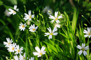 abstract wild flowers on green meadow