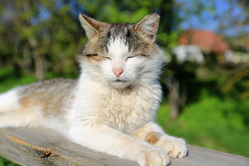 Fototapeta na wymiar Funny cat sleeping outdoors