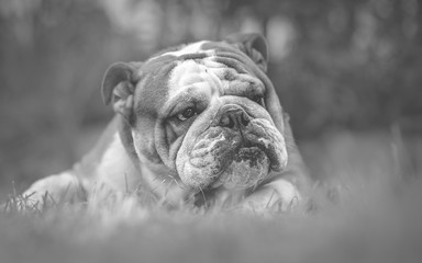 English Bulldog dog Black and White Portrait