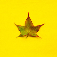 picked leaf from maple tree on a yellow background. square photo