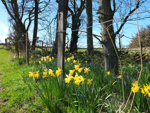 Daffodils in the countryside