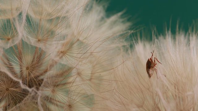 Close up footage of shield bug on a dandelion plant