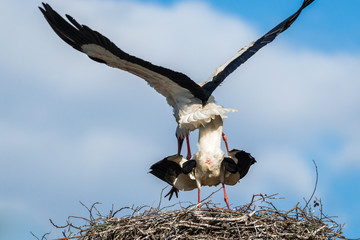 Wei&szlig;storch (Ciconia ciconia) P&auml;rchen bei der Paarung