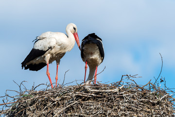 Weißstorch (Ciconia ciconia) Pärchen im Nest