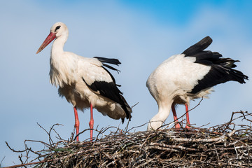 Weißstorch (Ciconia ciconia) Pärchen im Nest