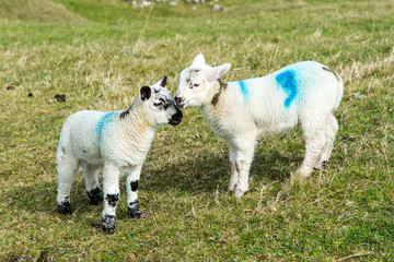 Lambs, Co. Antrim, Northern Ireland.