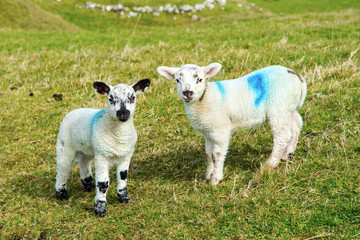 Lambs, Co. Antrim, Northern Ireland. - obrazy, fototapety, plakaty