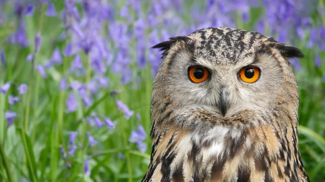 Eagle Owl (Bubo bubo) or Horned Owl in Bluebells