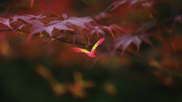 Footage of Japanese maple trees and seeds of the tree with very shallow dept field