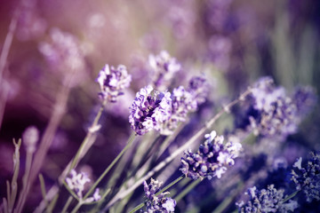 Lavender in the field