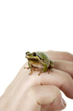 Hand Holding Green Tree Frog