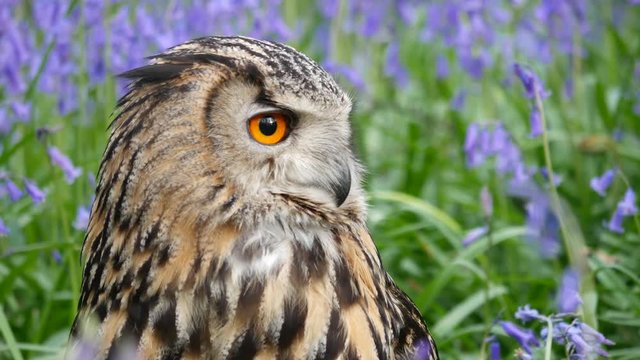 Eagle Owl (Bubo bubo) or Horned Owl in Bluebells