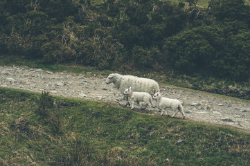 sheep and lambs