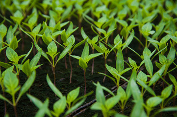 Young plants in greenhouse, close up