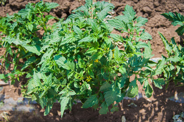 Rows of tomato plants