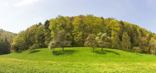 wiese im mai