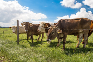 kleine Kuh Herde auf einer saftig grünen Weide / Wiese mit Stacheldrahtzaun umgeben