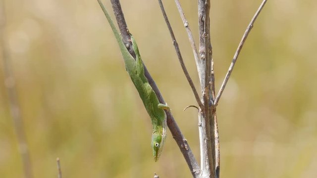 4K Carolina anole (Anolis carolinensis) 3