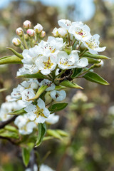 Pear blossom in a Kent Orchard, UK