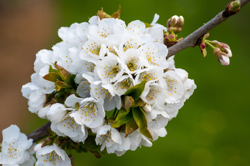 Cherry Blossom in a Kent Orchard.