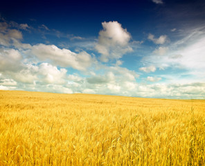 Wheat field against a blue sky