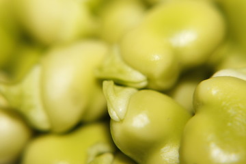 Granos de habas parecen embriones