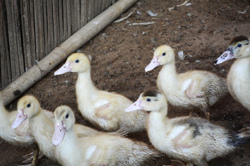 Duck in farm