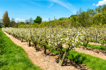 Fototapeta na wymiar Kent Pear Orchard at blossom time. Near Hernehill, Kent, UK.