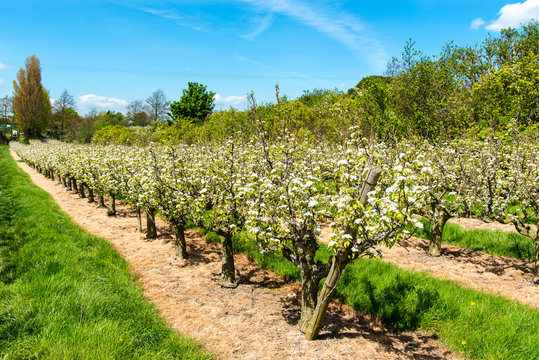 Kent Pear Orchard at blossom time.  Near Hernehill, Kent, UK.