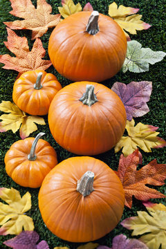 top view of halloween pumpkins arranged in a row.