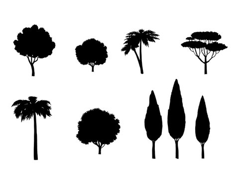 Trees Silhouette. Different tropic trees set. Digital Illustration