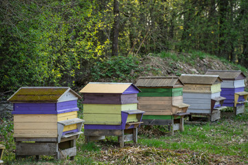 Beehives in the apiary. Beekeepers.