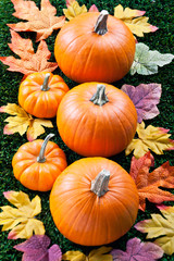 close-up view of halloween pumpkins arranged in a row.