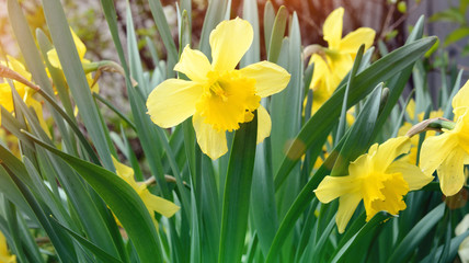 flowers in the garden