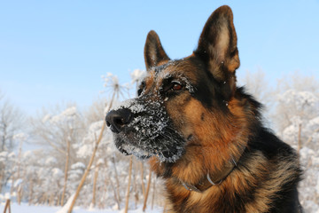 German shepherd dog on snow in winter day