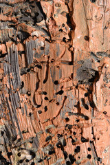 termite damaged wood