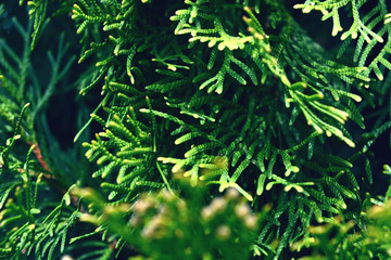 needless green background