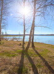 birches on the river bank