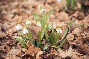 spring snowdrop flowers in the forest