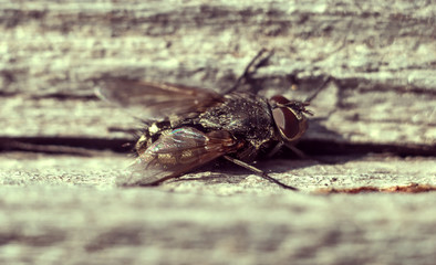 A macro shot of fly in vintage manner. Live house fly. Insect close-up