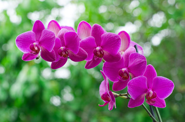 orchid flower with green i