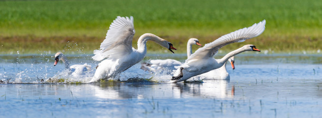 Höckerschwan Höckerschwäne (Cygnus olor) auf einem Tümpel