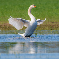 Höckerschwan Höckerschwäne (Cygnus olor) auf einem Tümpel