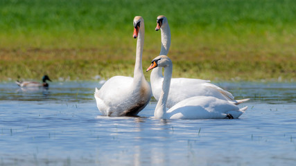 Höckerschwan Höckerschwäne (Cygnus olor) auf einem Tümpel