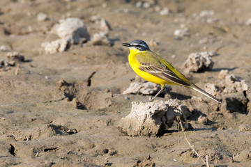 Schafstelze (Motacilla flava) an einem ausgetrockneten Tümpel
