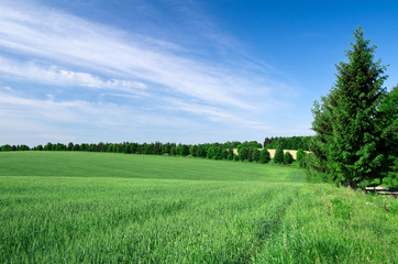 field and blue sky