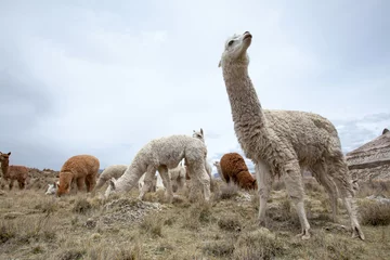 Fotobehang lamas in Andes,Mountains, Peru © Pakhnyushchyy