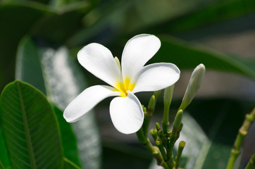 white plumeria flowers