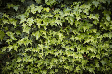 fresh leaves of Ivy in spring, Sitges, Spain